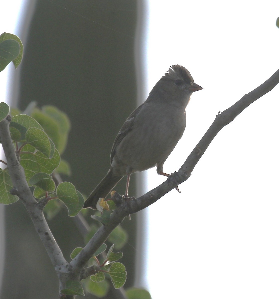 Chingolo Coroniblanco - ML647827653