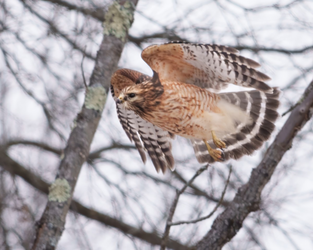 Busardo Pechirrojo - ML647827654