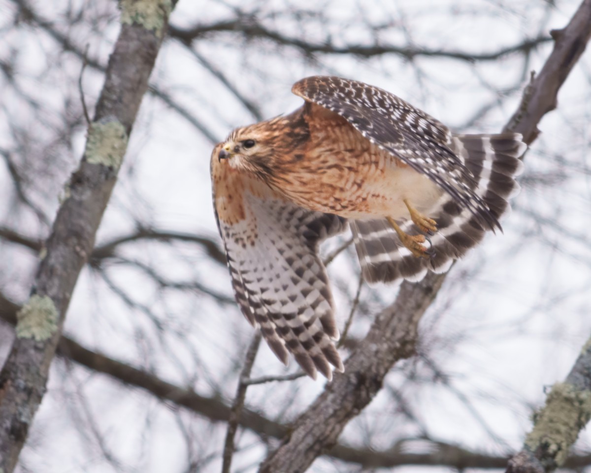Busardo Pechirrojo - ML647827655