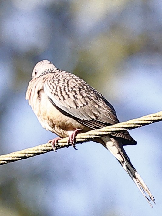 Tórtola Moteada - ML647827656