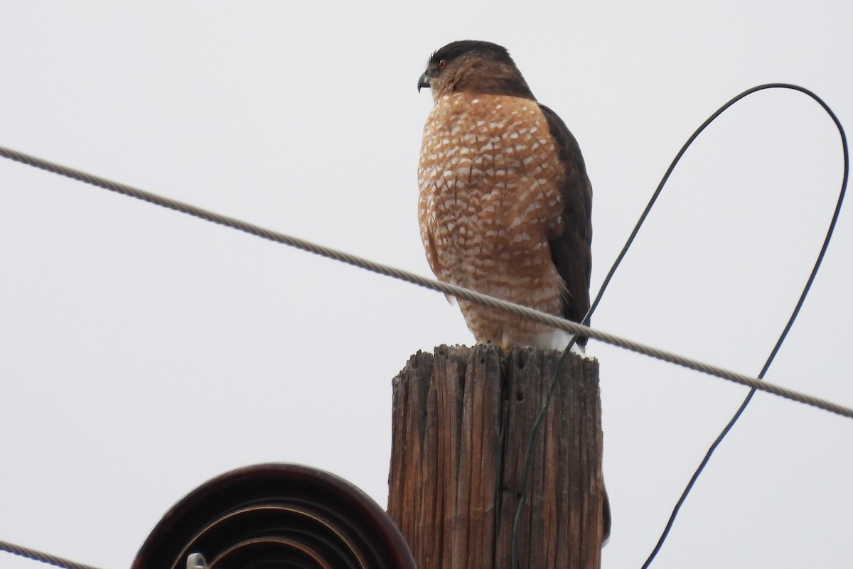 Gavilán de Cooper - ML647827657