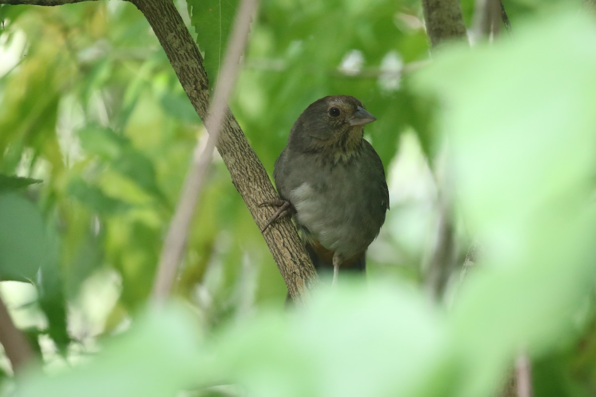 Toquí Californiano - ML647827659