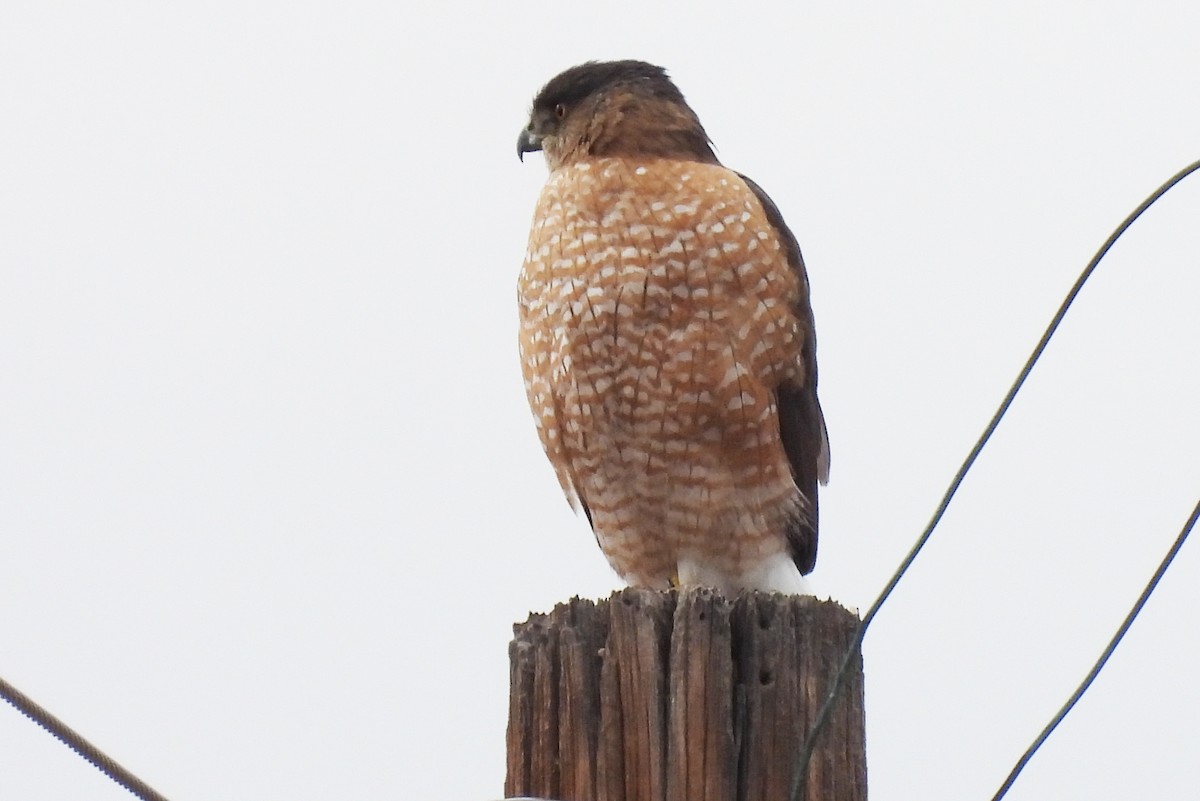 Gavilán de Cooper - ML647827665