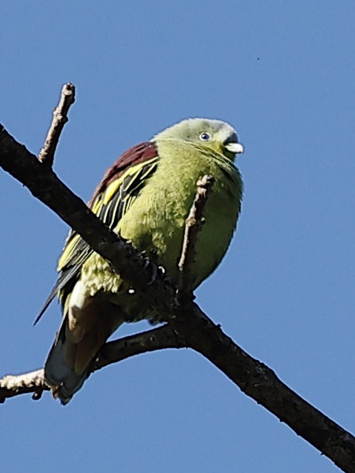 Vinago de Los Ghats - ML647827669