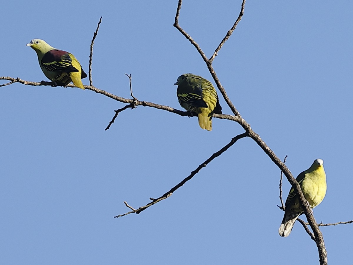 Vinago de Los Ghats - ML647827670