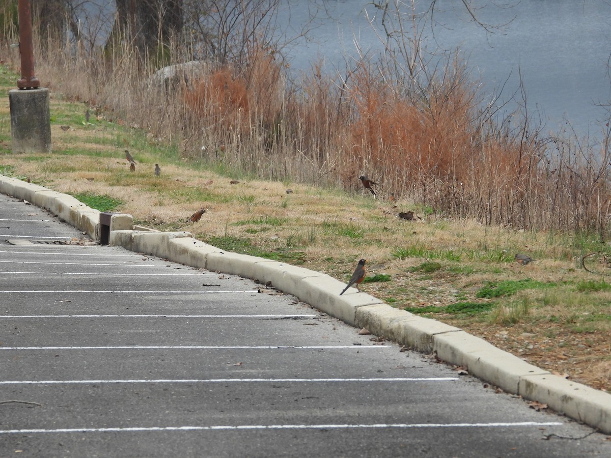 Wanderdrossel - ML647827690