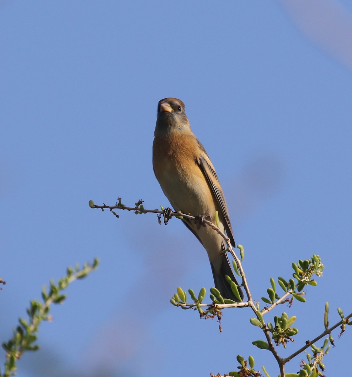 Lazuli Bunting - ML647827694