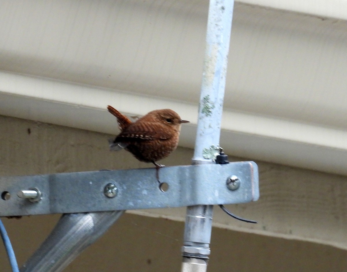 Winter Wren - ML647827713