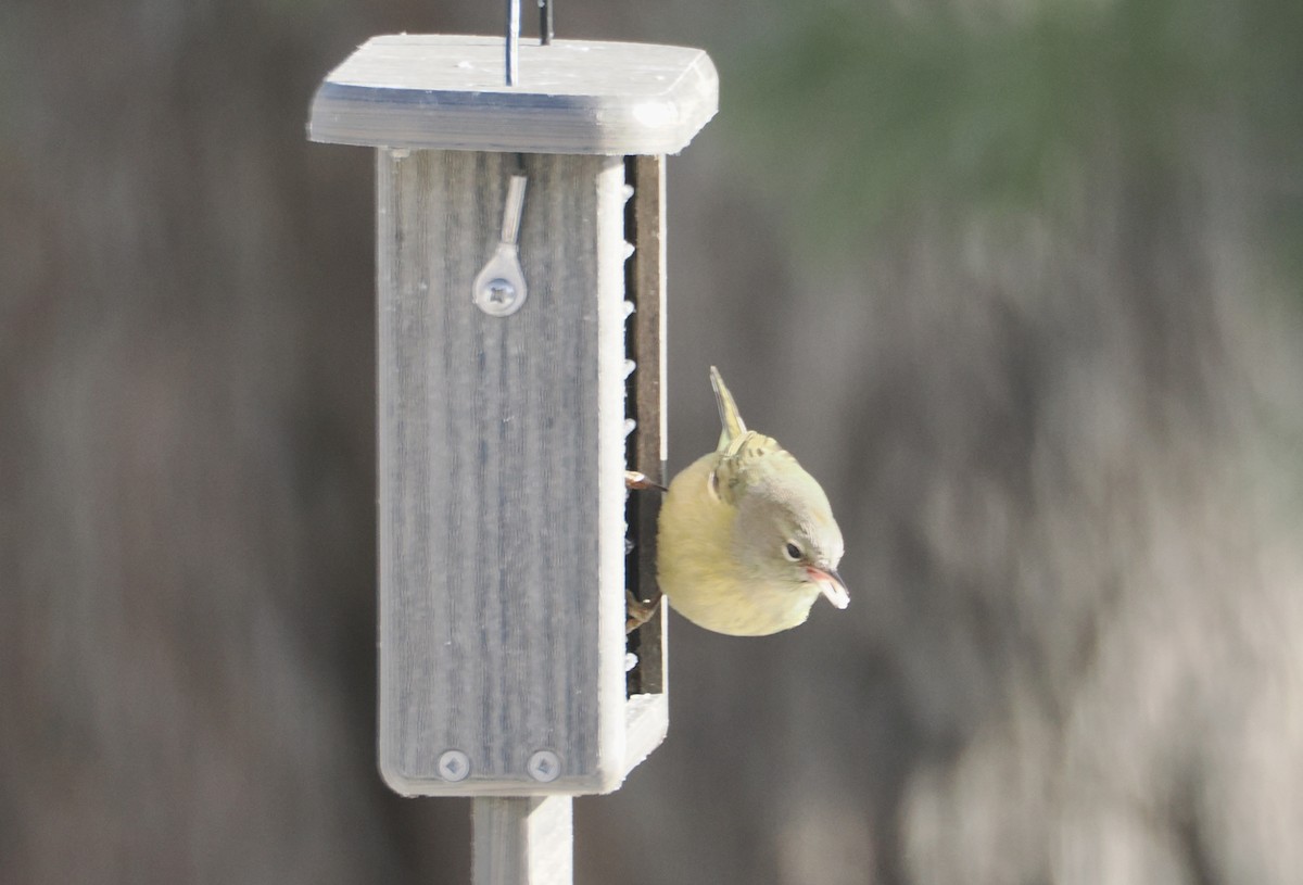 oransjekroneparula - ML647827725