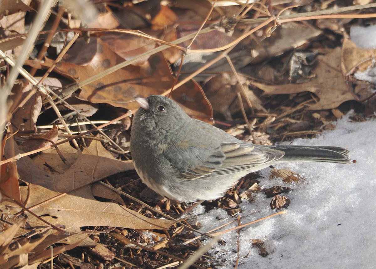 Dark-eyed Junco - ML647827732