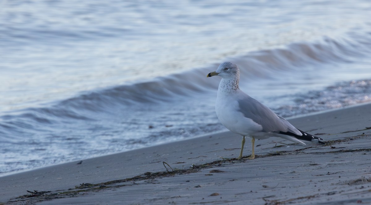 Gaviota de Delaware - ML647827757