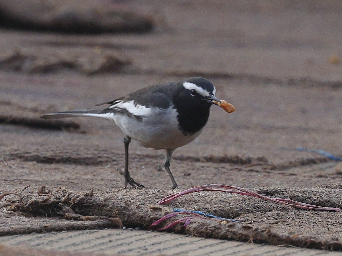 White-browed Wagtail - ML647827798