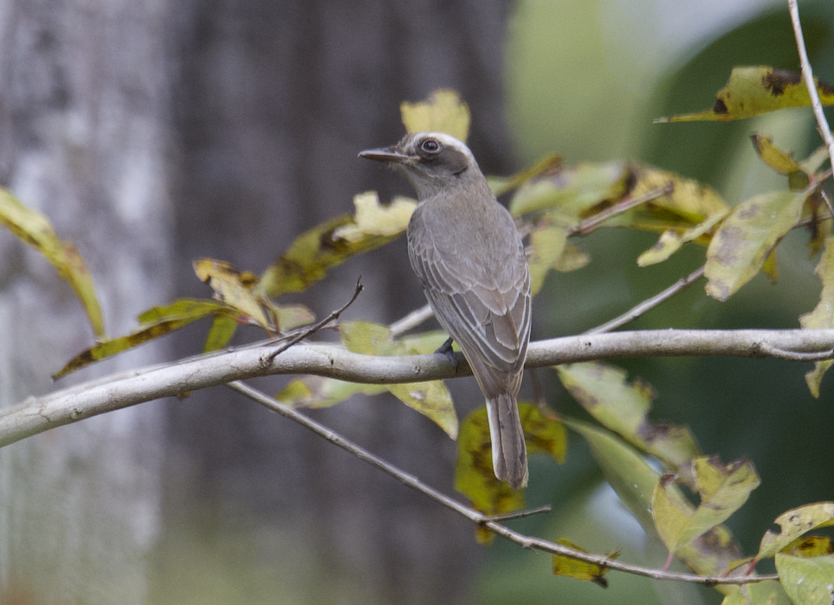 Common Woodshrike - ML647827800