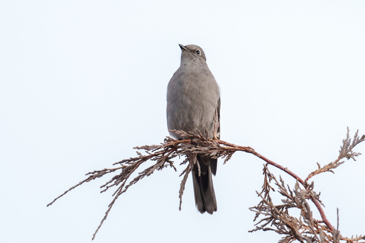 Townsend's Solitaire - ML647827801