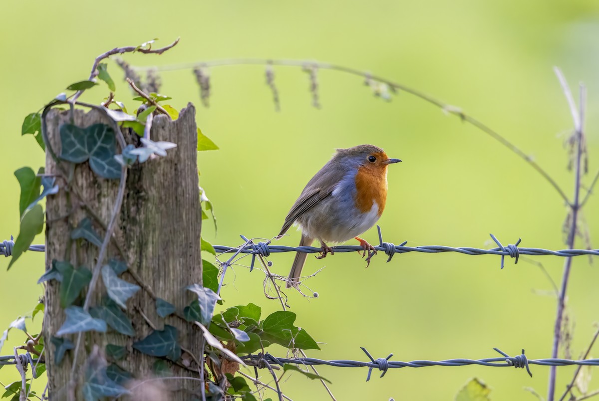 אדום חזה - ML647827803