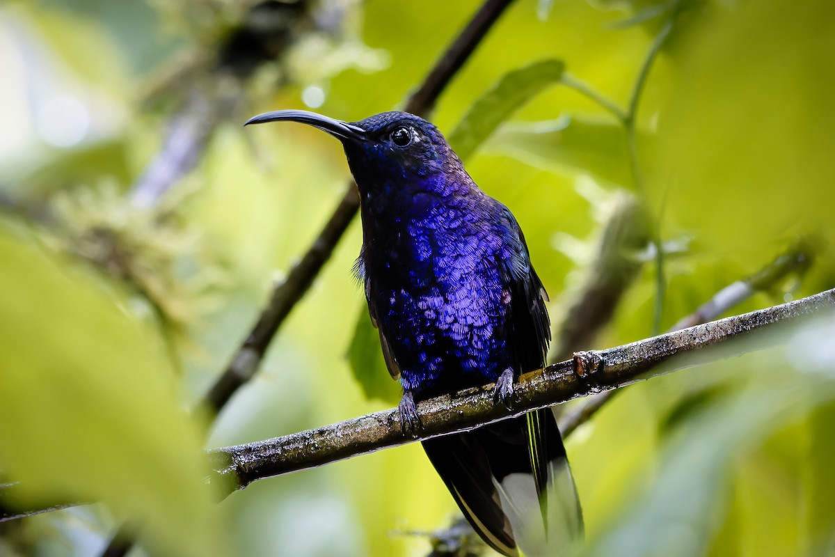 Violet Sabrewing - ML647827806