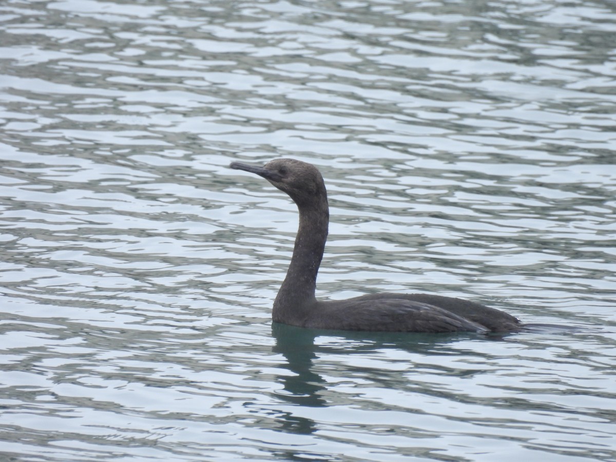 Pelagic Cormorant - ML647827807