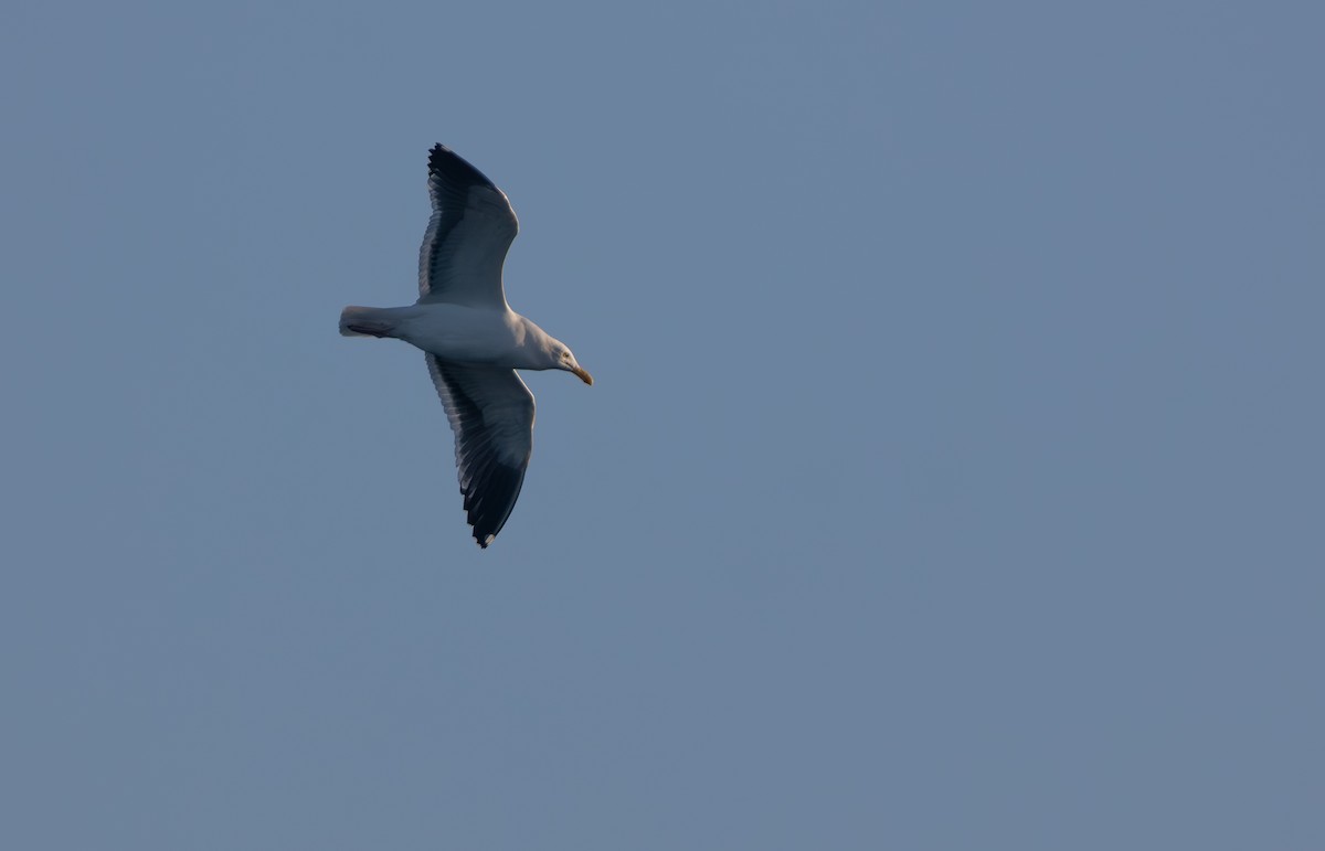 Western Gull - ML647827808