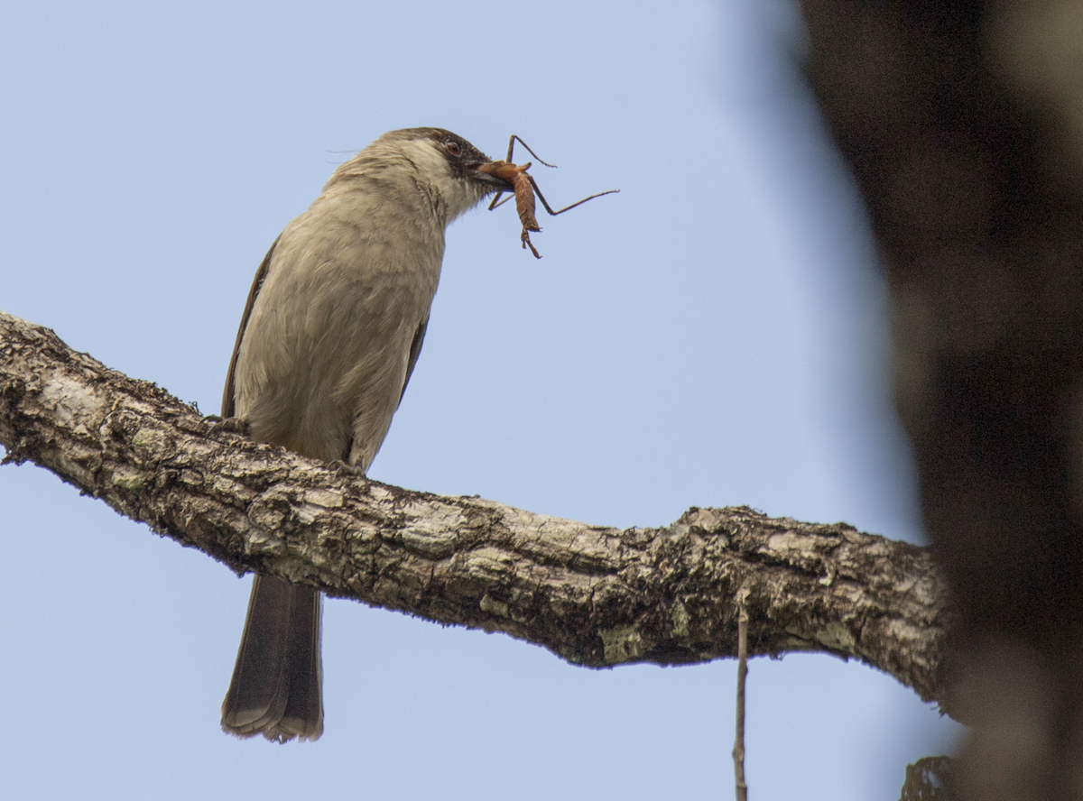 Sooty-headed Bulbul - ML647827810