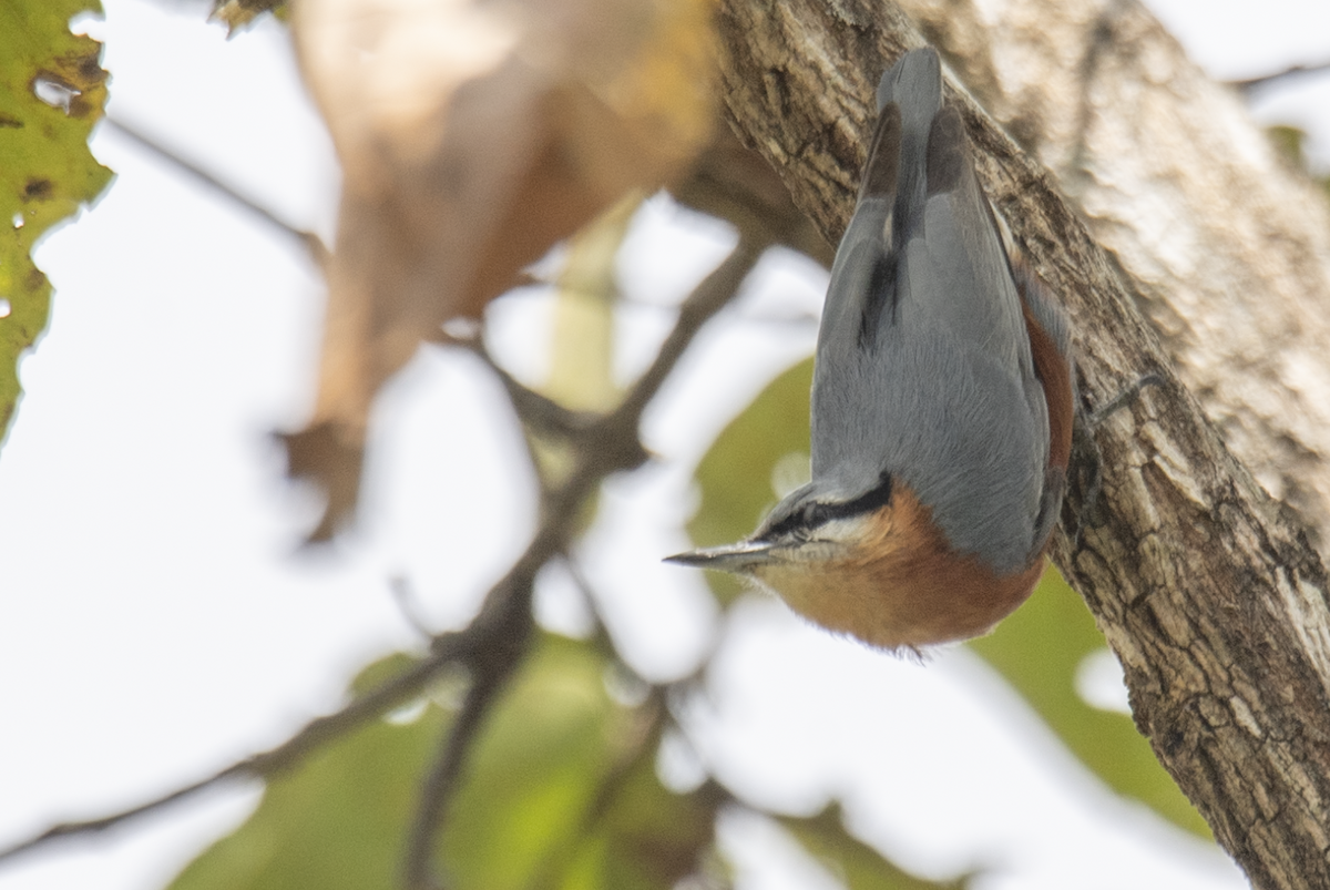 Burmese Nuthatch - ML647827814