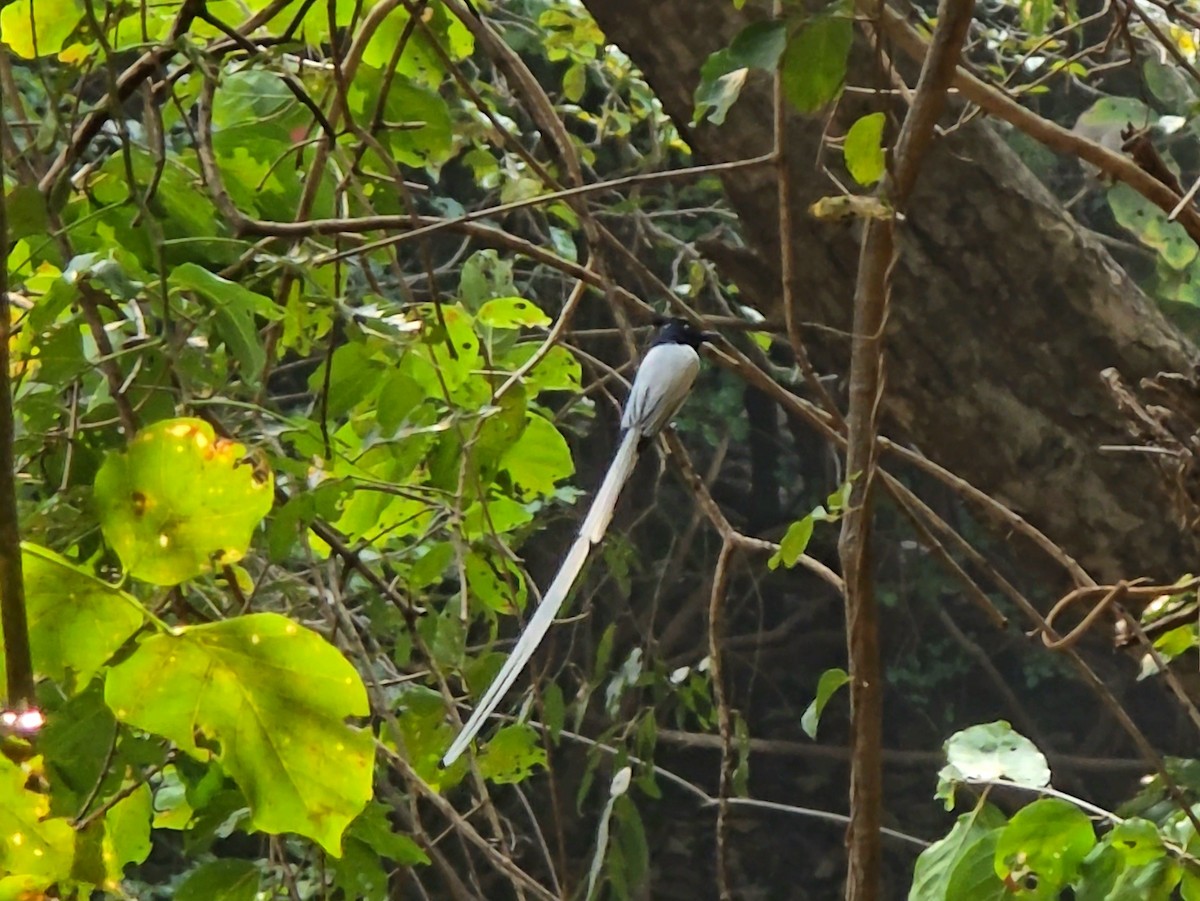 Indian Paradise-Flycatcher - ML647827816