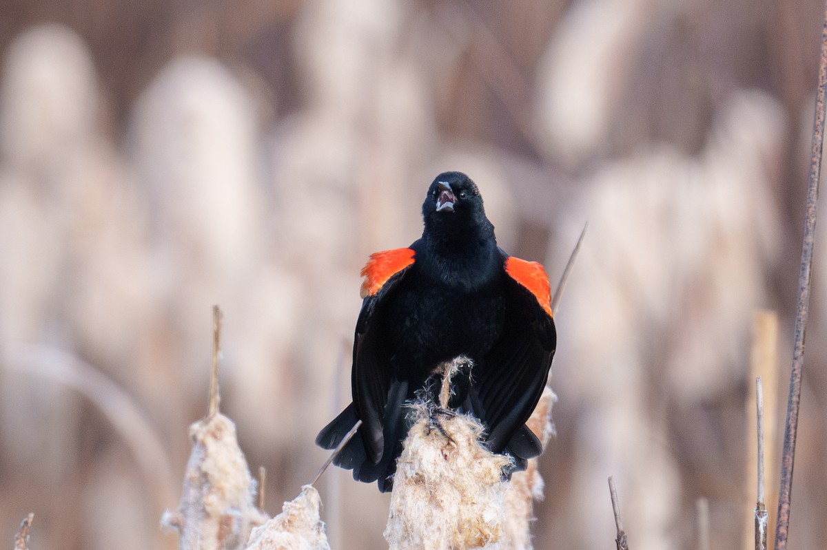 שחרורית אדומת-כנף - ML647827820