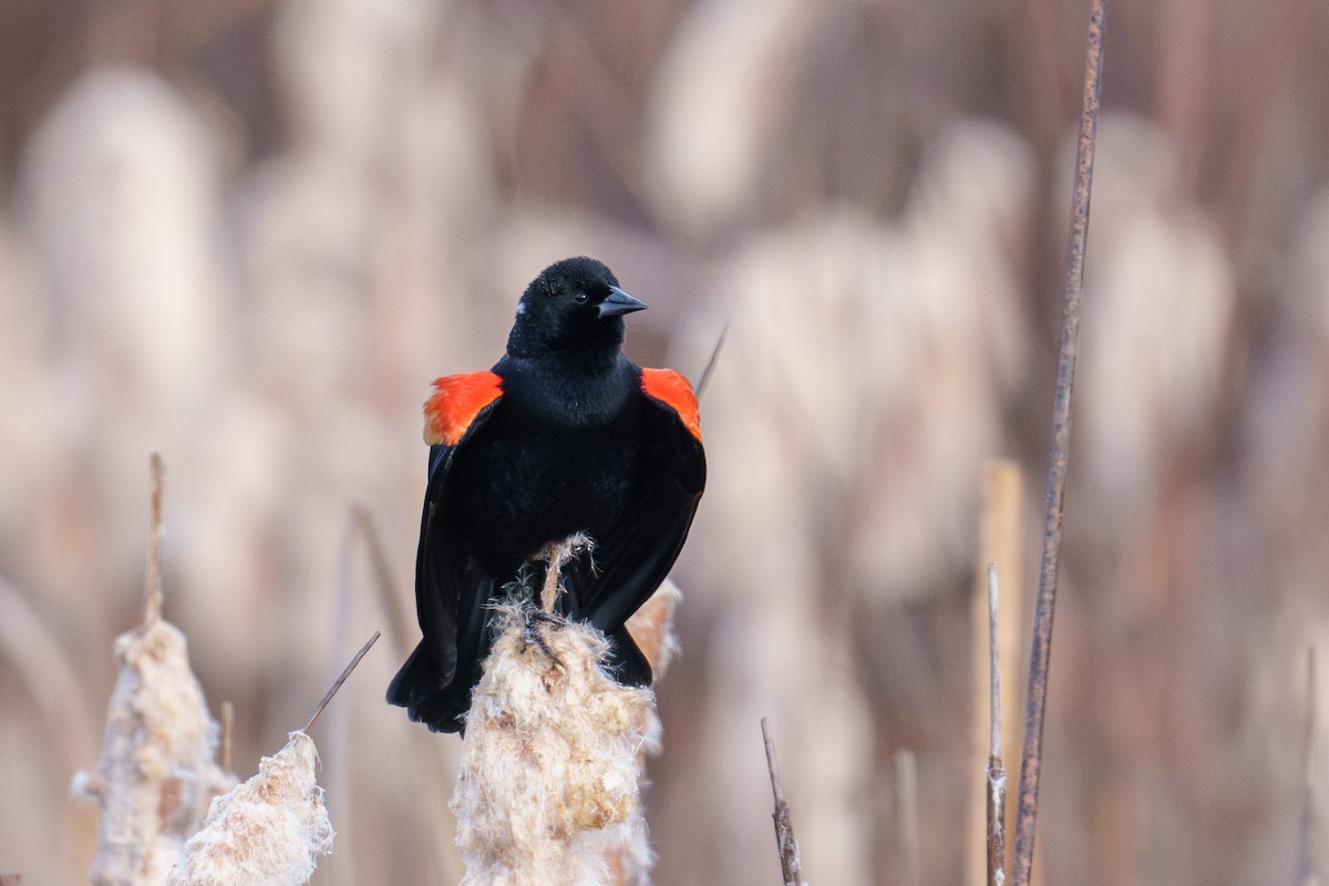 שחרורית אדומת-כנף - ML647827821