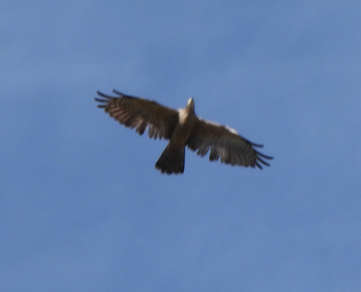 אייה מזרחית - ML647827822