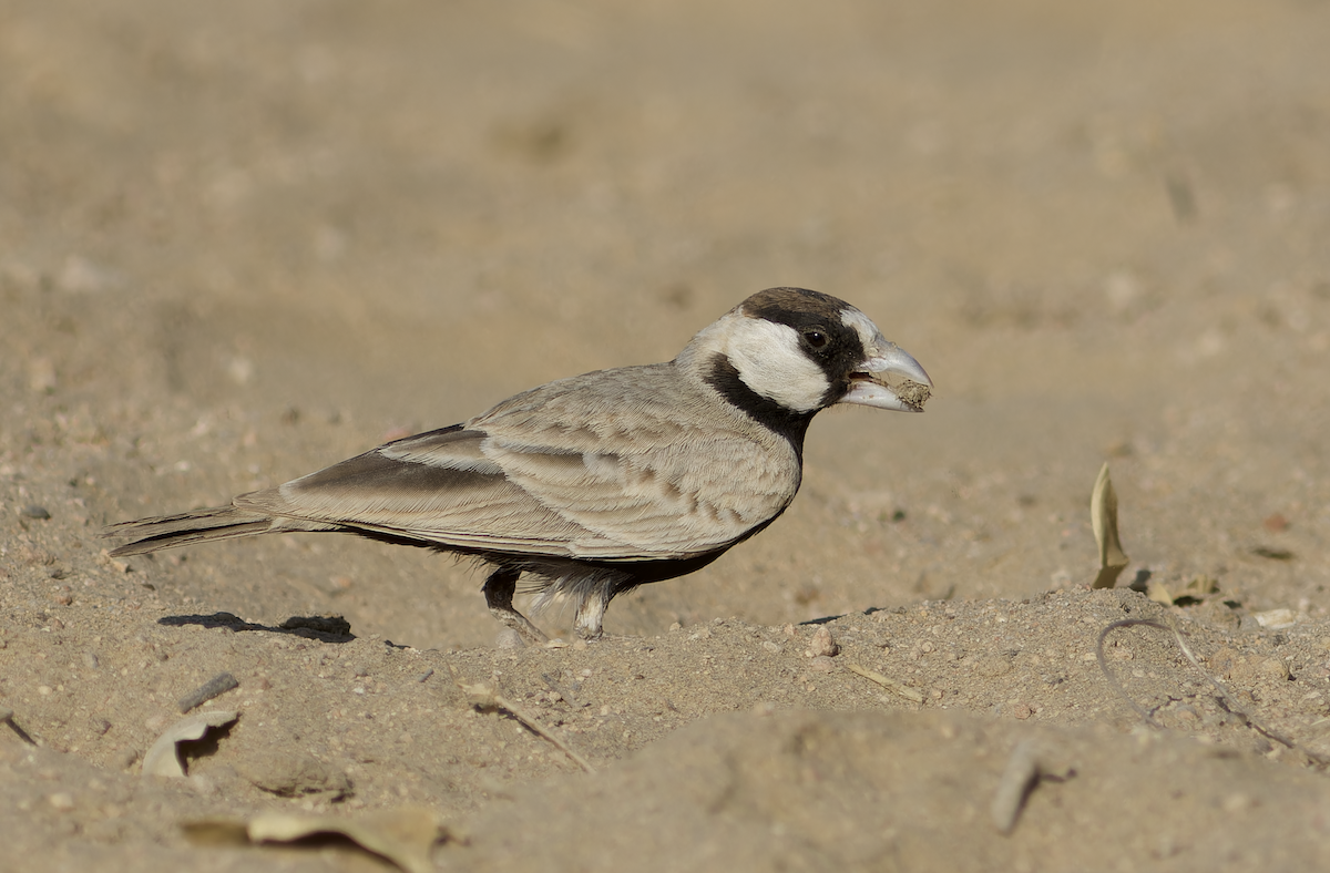 צחיחן שחור-כיפה - ML647827824