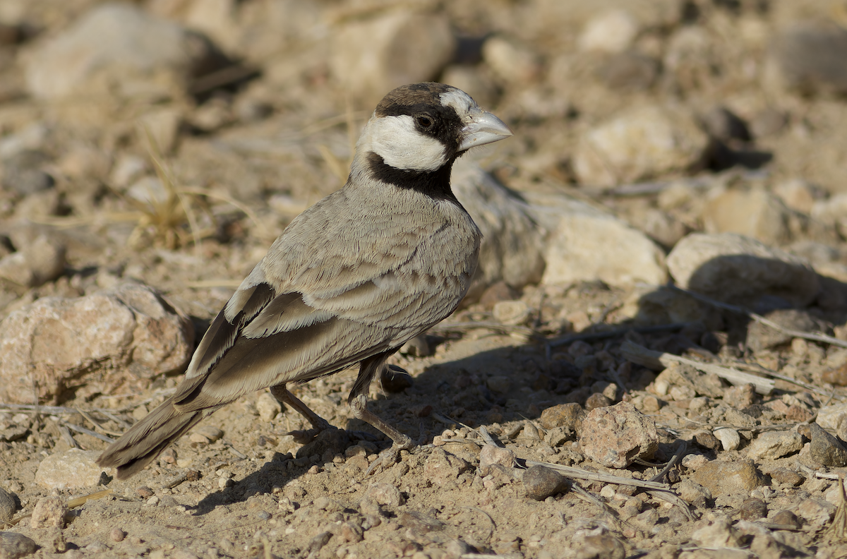 צחיחן שחור-כיפה - ML647827826