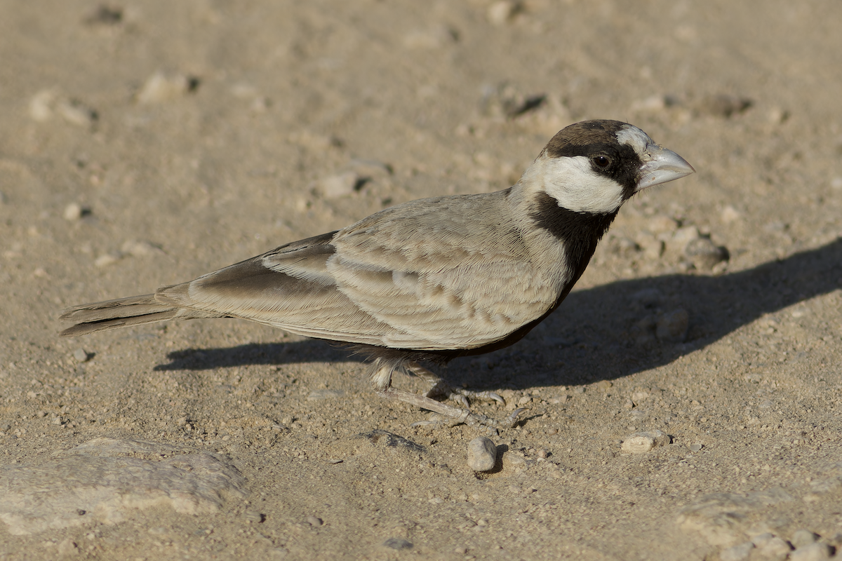צחיחן שחור-כיפה - ML647827827