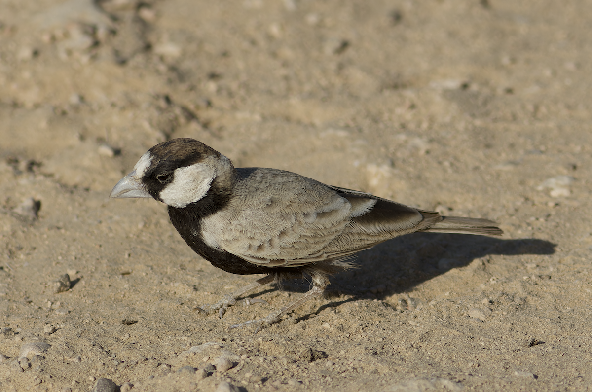צחיחן שחור-כיפה - ML647827828
