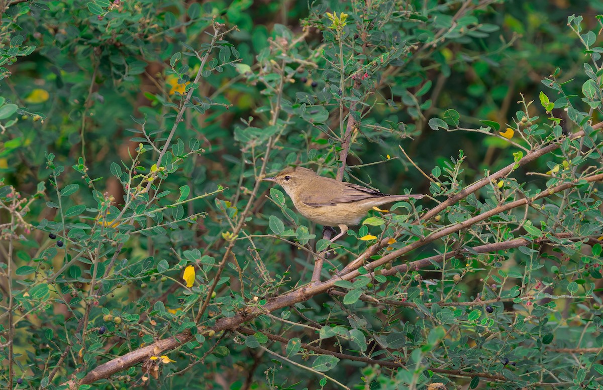 קנית פינית - ML647827830