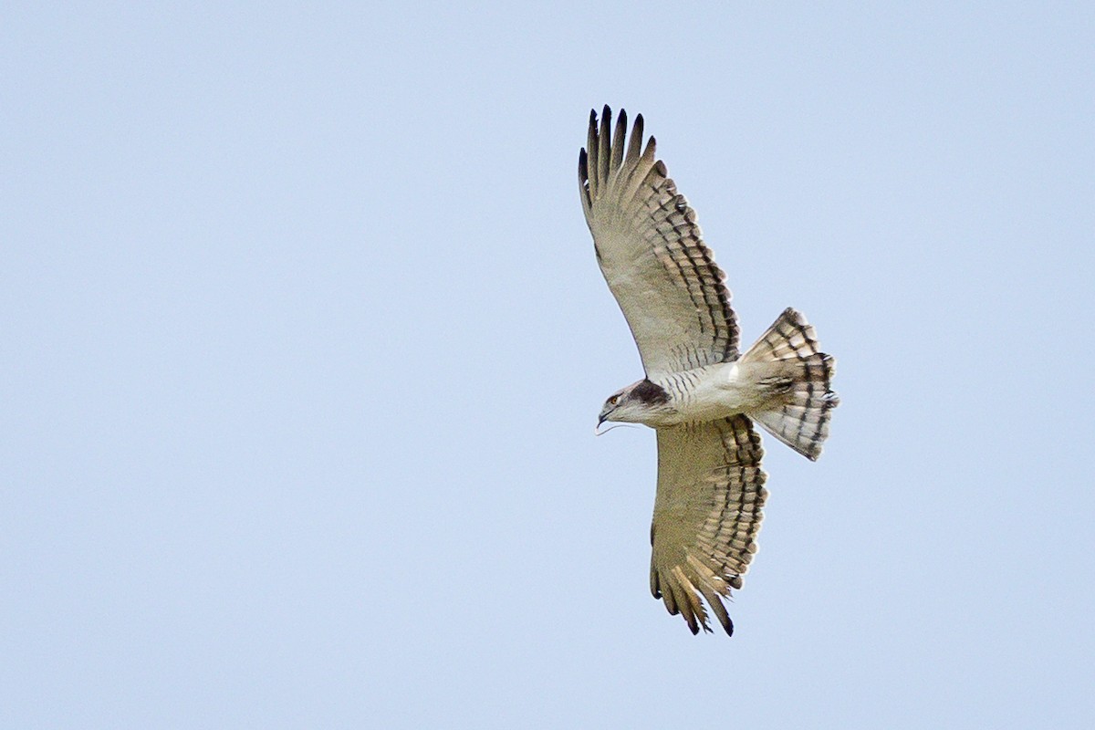 Beaudouin's Snake-Eagle - ML647827831