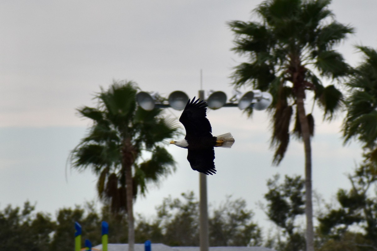 עיטם לבן-ראש - ML647827832