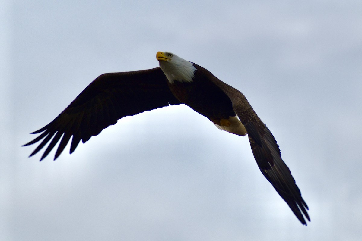 עיטם לבן-ראש - ML647827833
