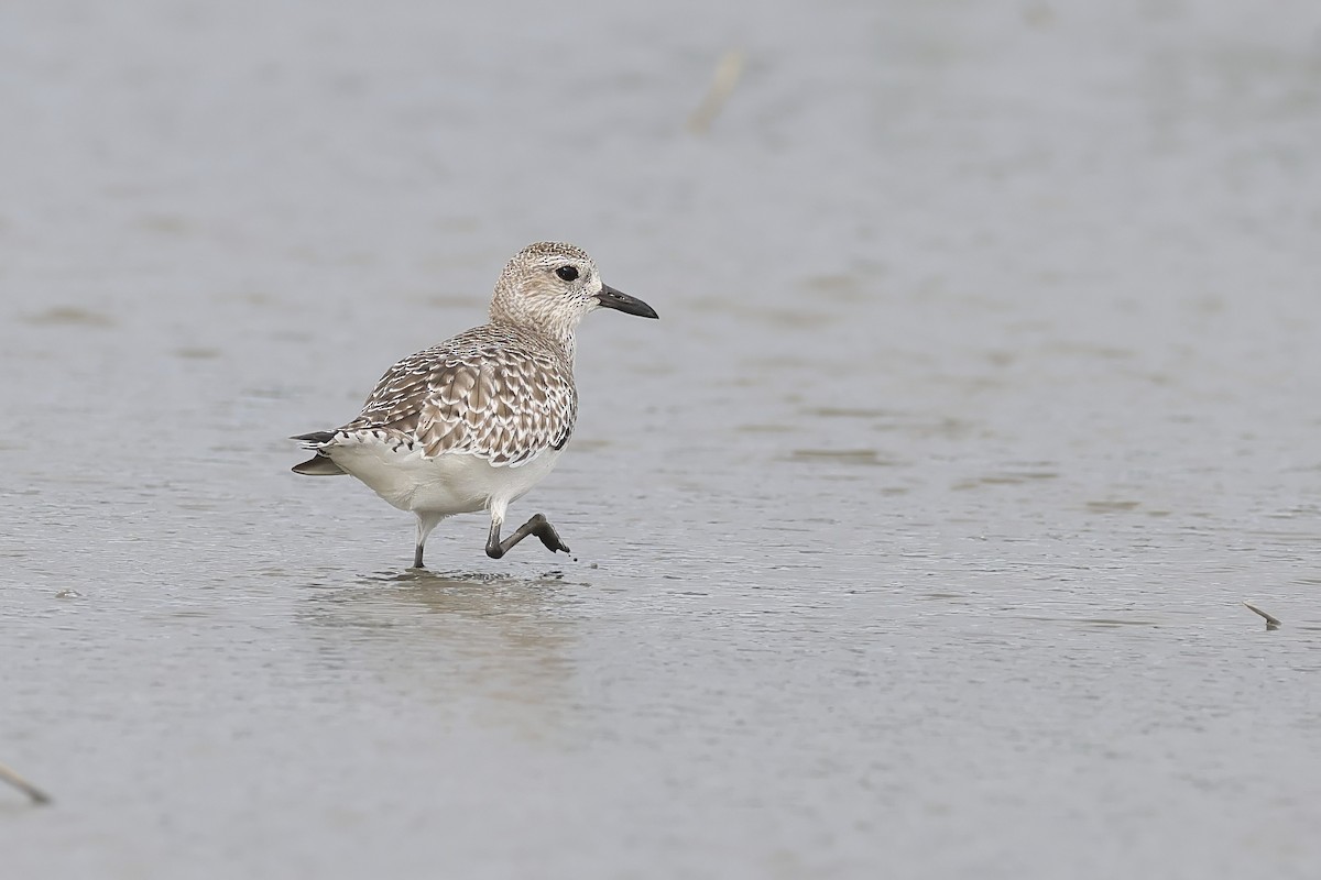חופזי מנומר - ML647827834
