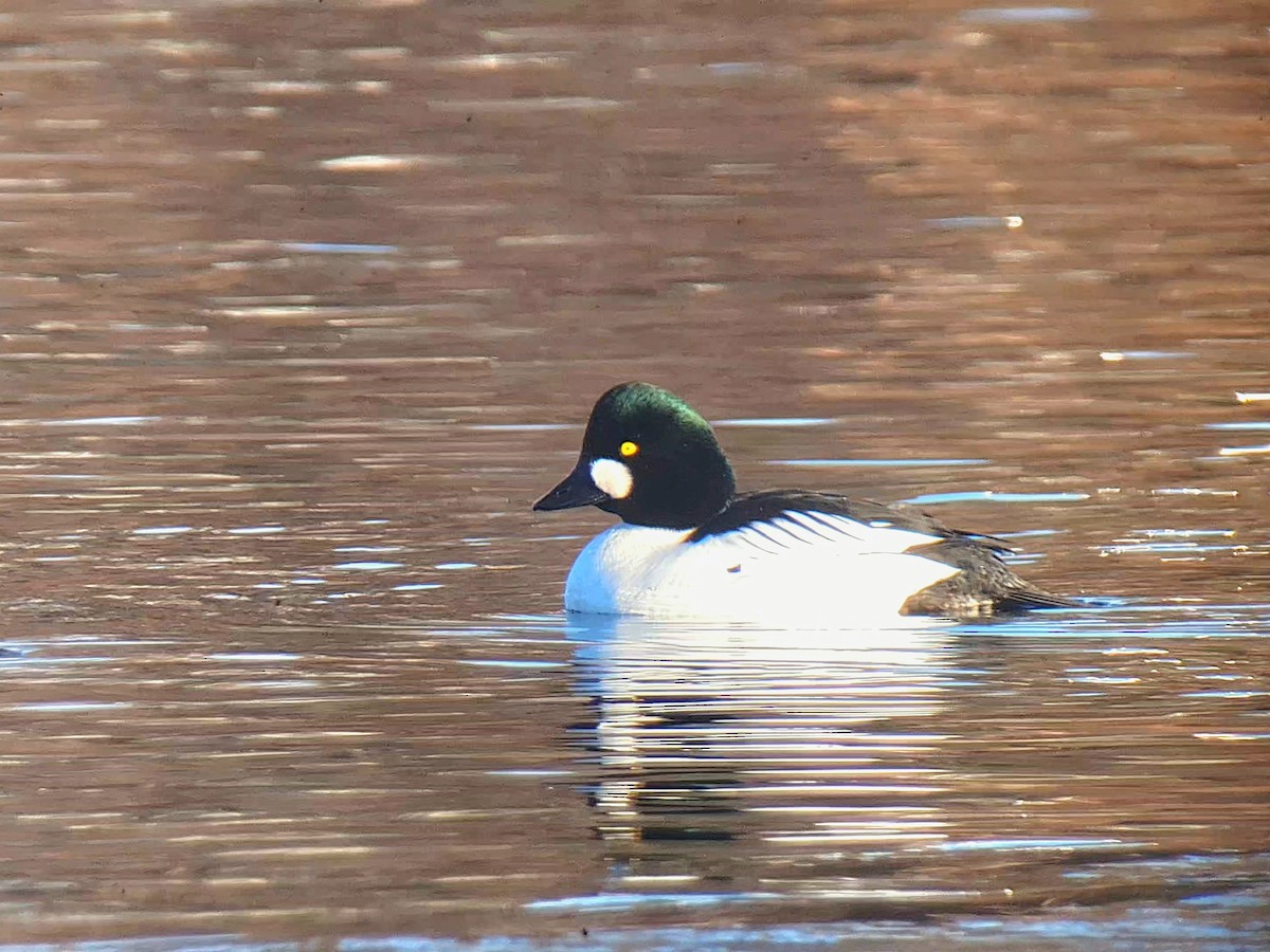 עבראש ירוק - ML647827837