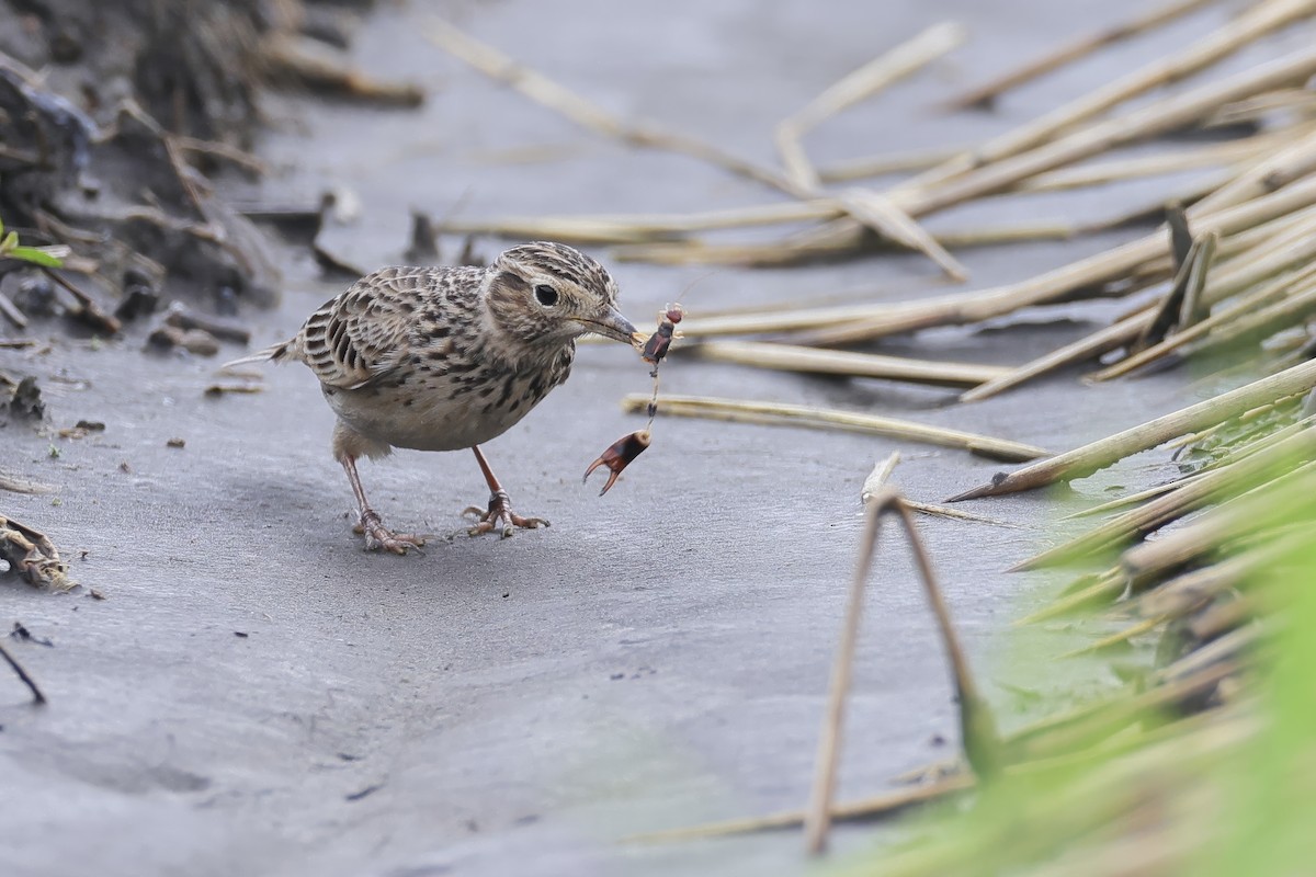 זרעית קטנה - ML647827838