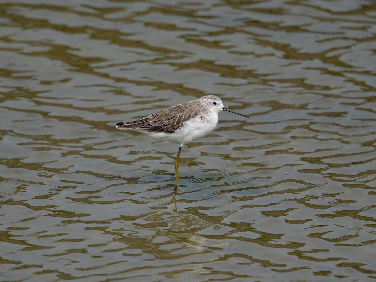 ביצנית עדינה - ML647827840