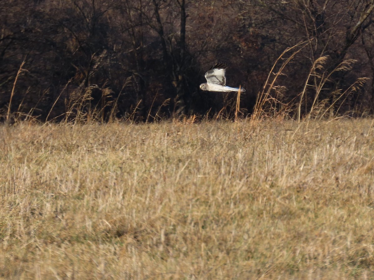 moták severoamerický - ML647827858