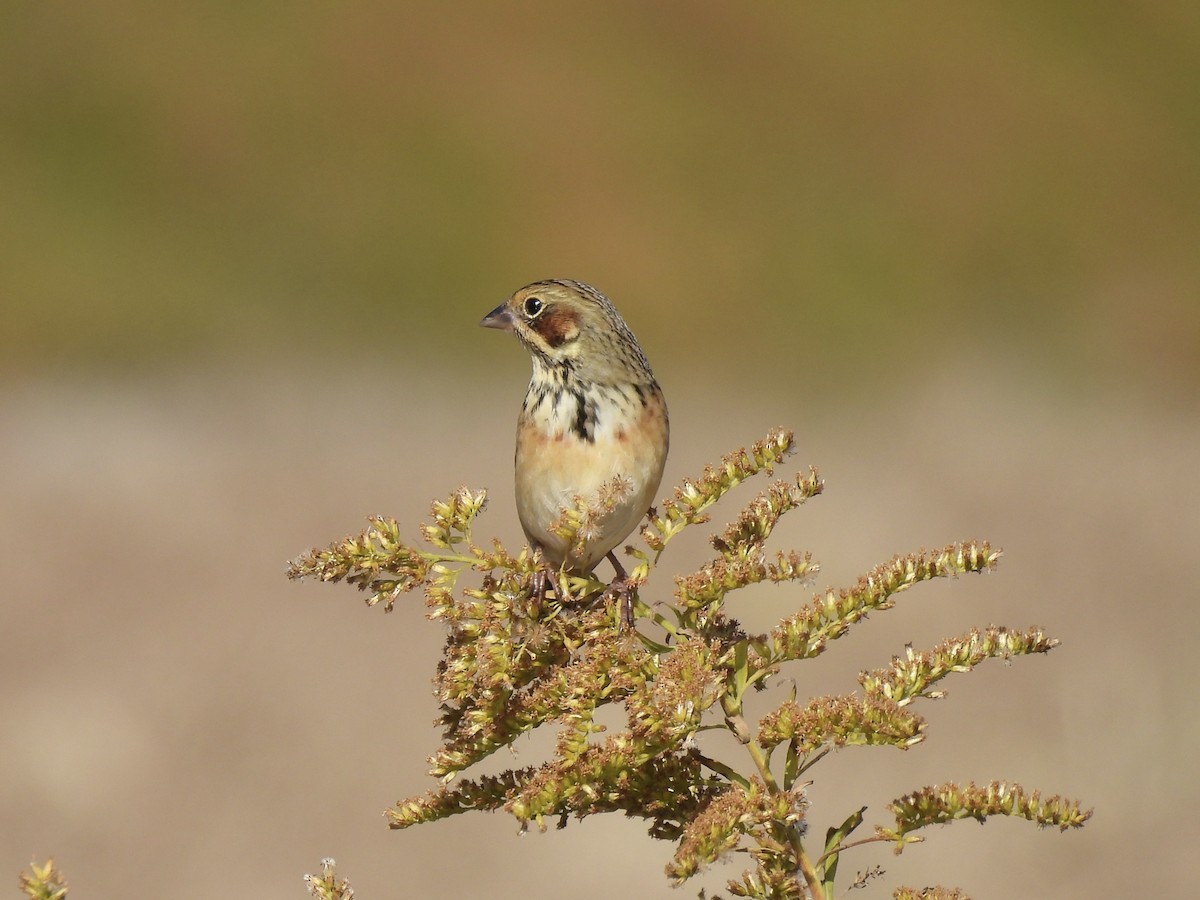 赤胸鵐 - ML647827862