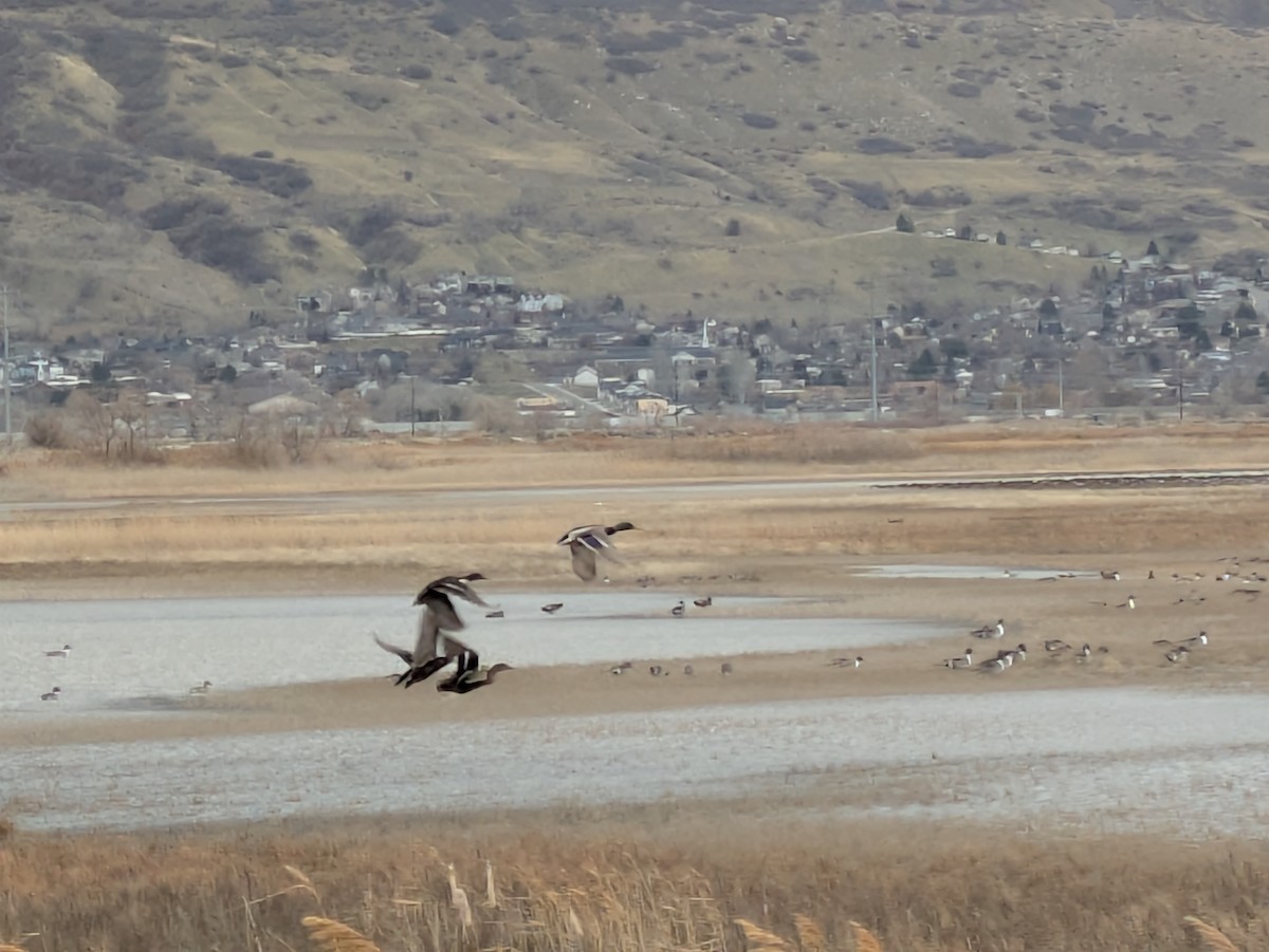 Codone - ML647827863