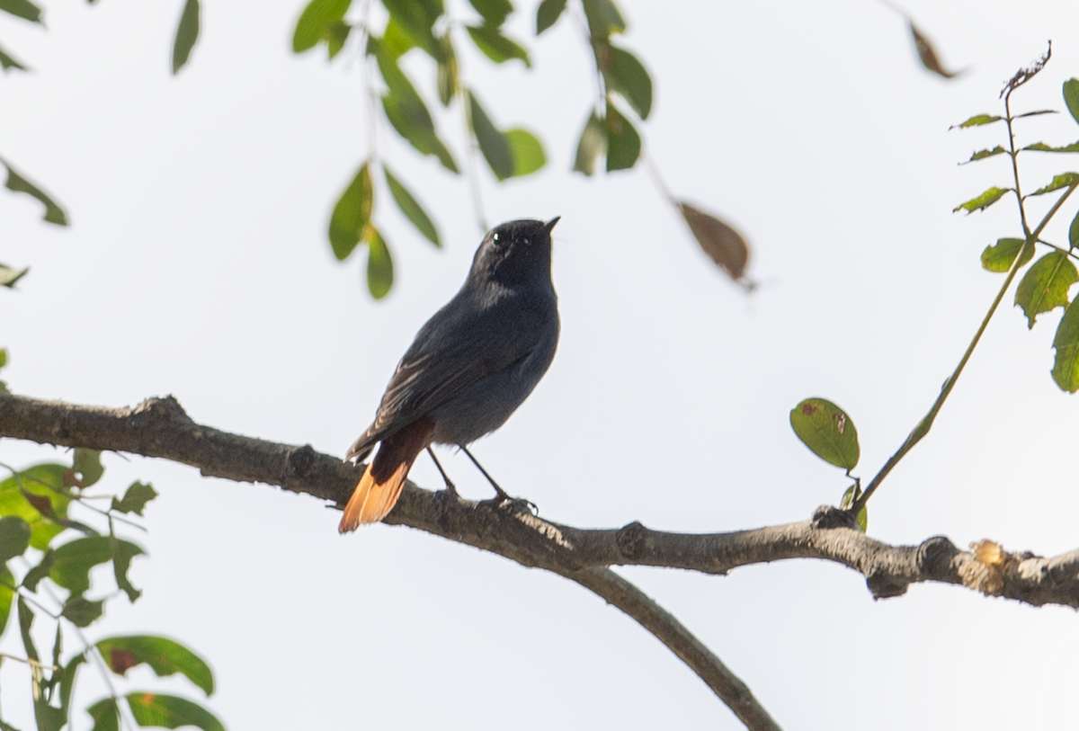 חכלילית סיבירית - ML647827880