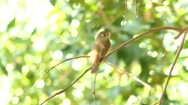 Бамбуковая мухоловка - ML647827884