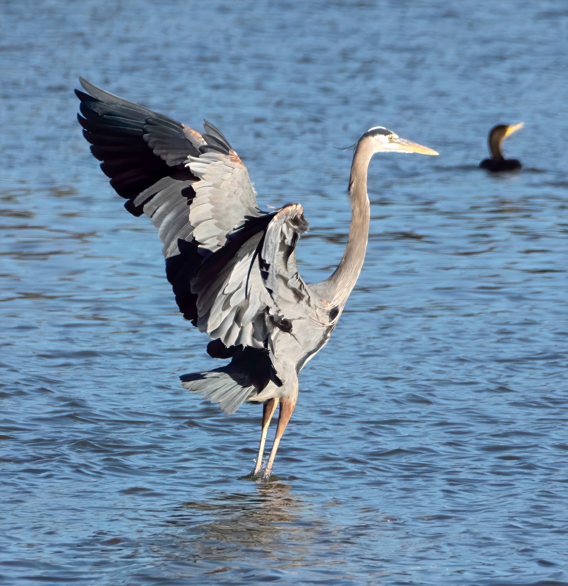 Great Blue Heron - ML647827915