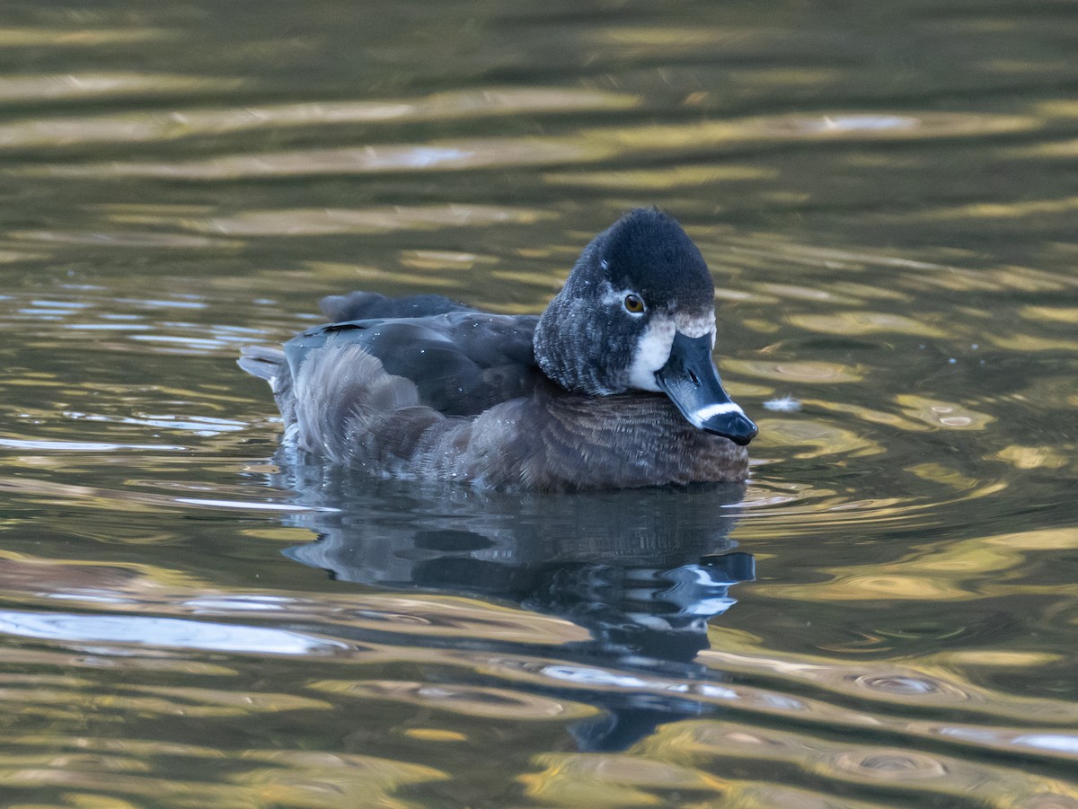 環頸潛鴨 - ML647827923