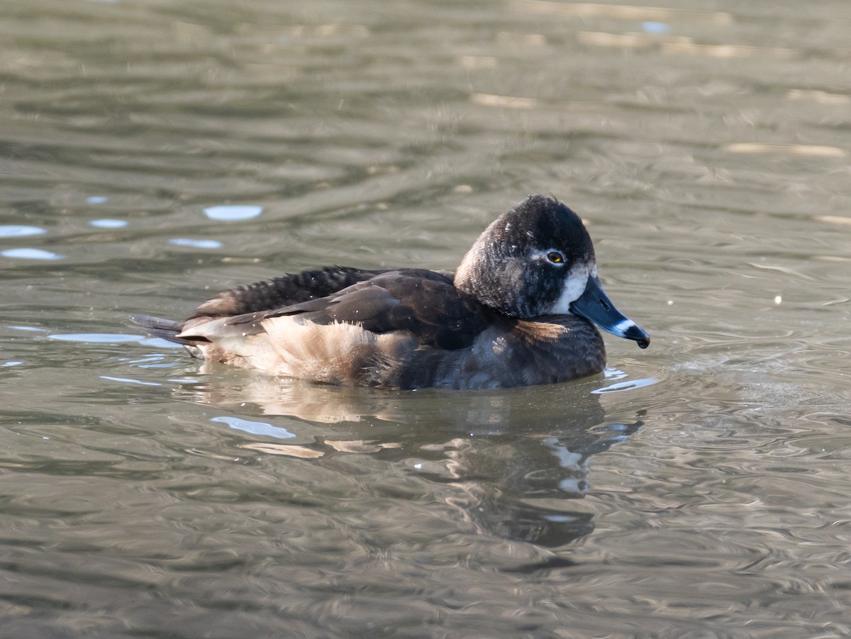 環頸潛鴨 - ML647827924