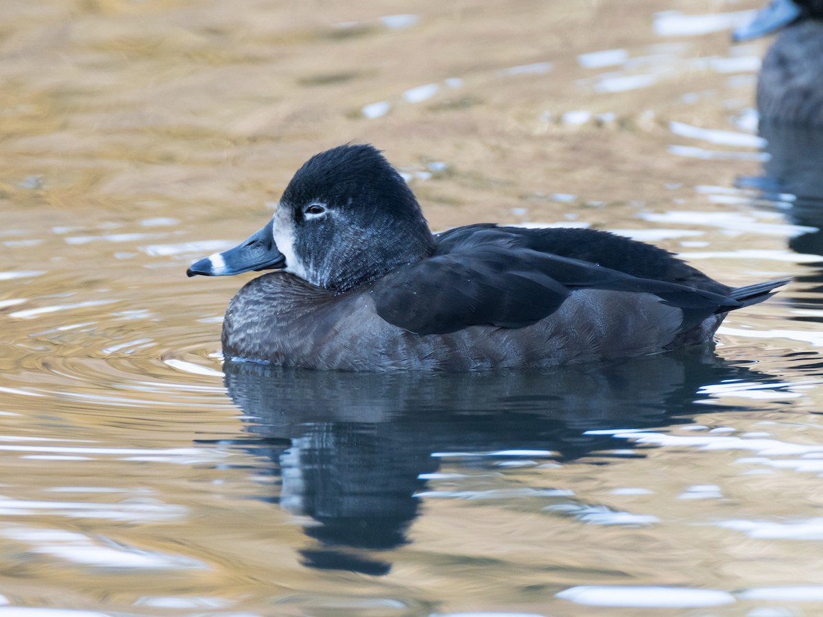 環頸潛鴨 - ML647827925