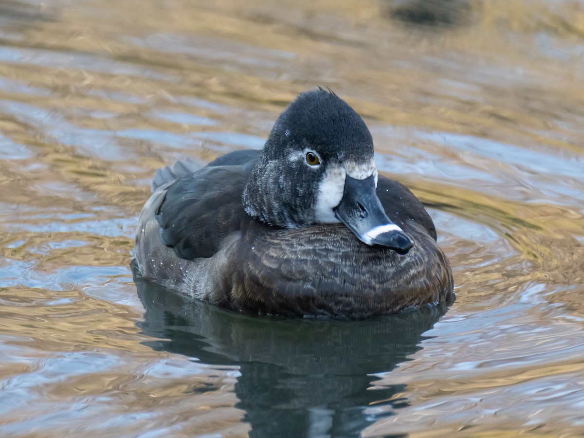 環頸潛鴨 - ML647827926